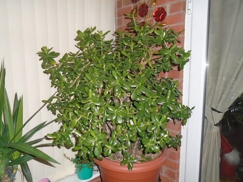 jade plant leaves falling off