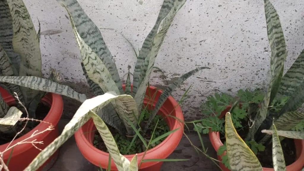 Snake Plant Leaves Bending Folding, Dropping Down(All Fix)