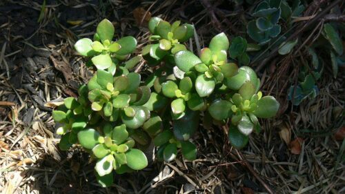 jade plant superstition