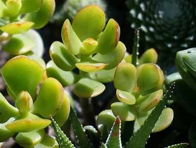 Jade Plant meaning