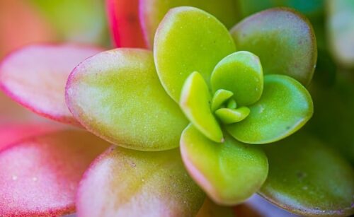 Is Jade Plant Poisonous To Cats And Dogs