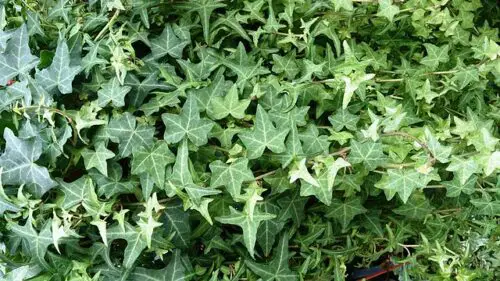 English Ivy Watering