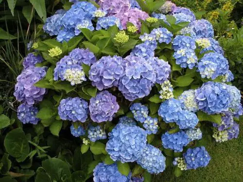 Hydrangea Leaves Turning Black