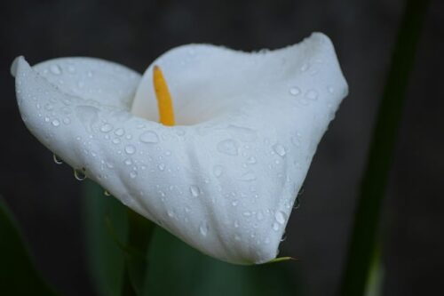 My calla lily is yellow and drooping