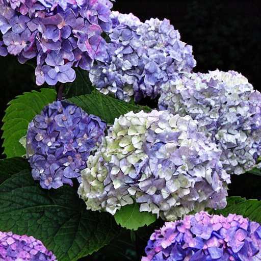 Why Are My Hydrangea Leaves Turning Black? 8 Causes And Fix