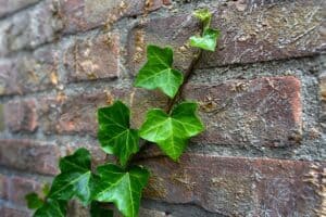 What Does Ivy Symbolize - Flower Mean, Spiritual Meaning (2021)