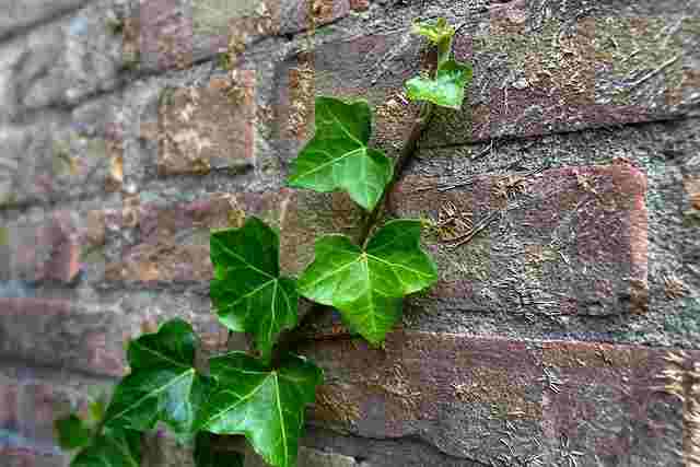 What does Ivy symbolize