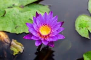 Blue lotus flower meaning