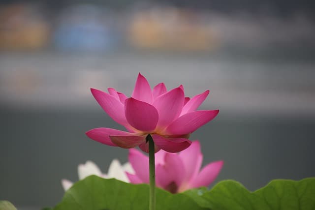 lotus flower meaning