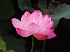 Pink lotus flower meaning