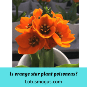 orange star plant poisonous