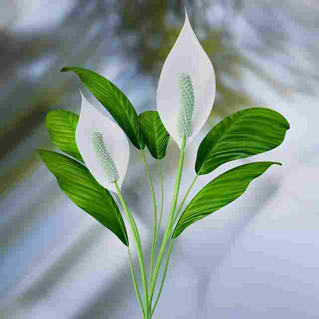 peace-lily-meaning-symbolism-feng-shui-benefits-uk