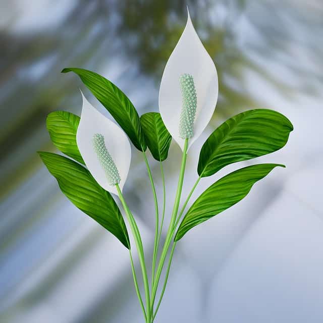  peace lily meaning