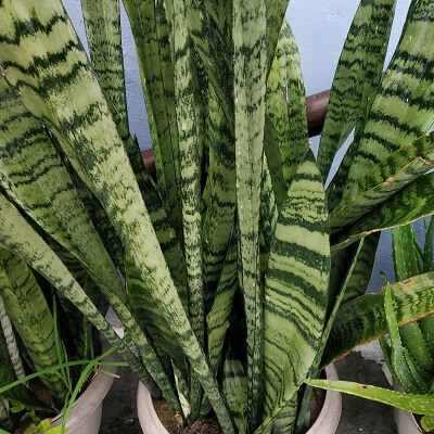 Should you repot your snake plant?
