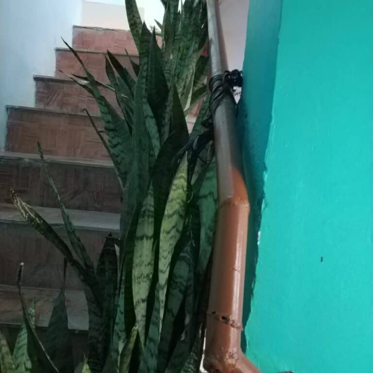 Snake Plant Soil Best Potting Mix( Types and How to Pot)