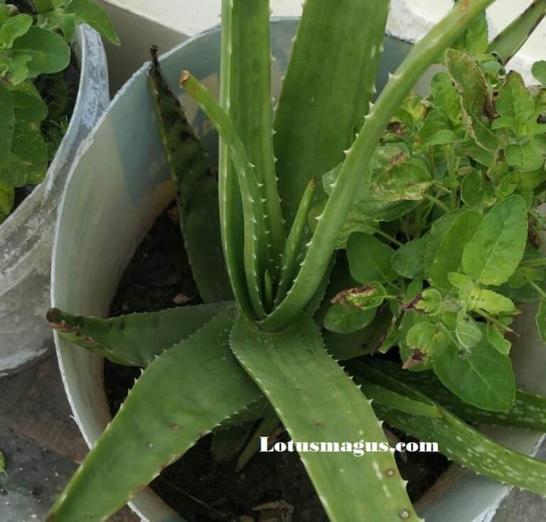 Sunburnt Aloe Plant Why is it Turning Brown(How to Fix)