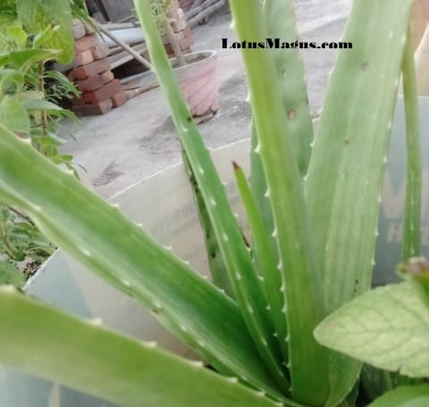 Overwatered Aloe plant