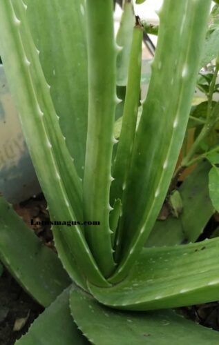 how do you save an overwatered aloe plant