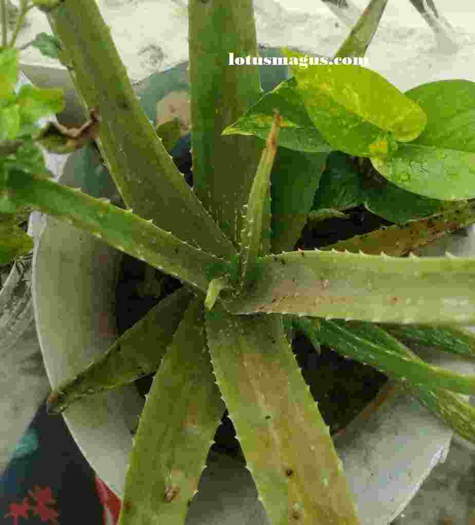 Why is my aloe vera plant flowering