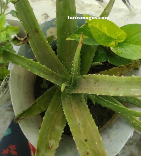 What does the flower of an aloe plant look like