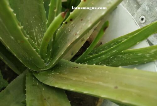  Aloe vera blomst