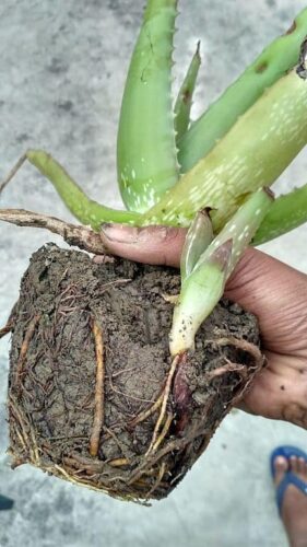 aloe plant stem too long