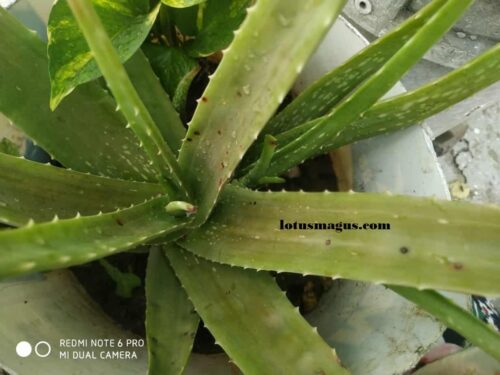 Leggy Aloe Vera - Stem Too Long(How to Fix), Repotting Plant