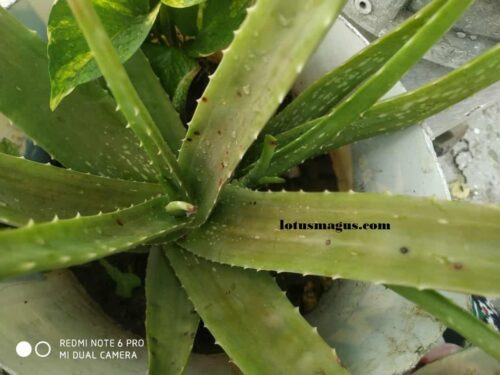 Leggy Aloe Vera