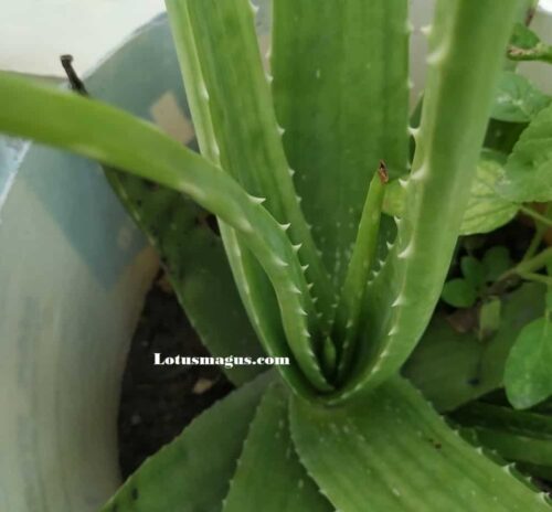 Droopy Aloe Plant – Cómo curar Droopy  (8 causas)