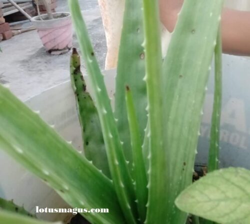 How to revive a limp aloe plant?