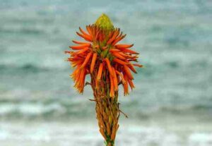 Does Aloe Vera die after flowering