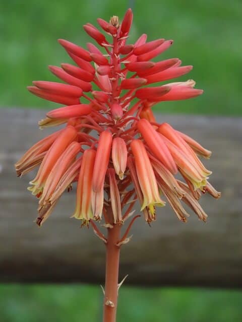  Por Que minha planta de aloe vera está florescendo 