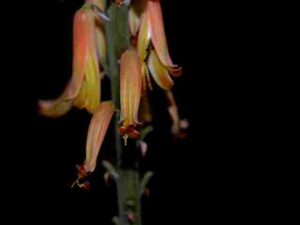 Do all aloe vera plants bloom
