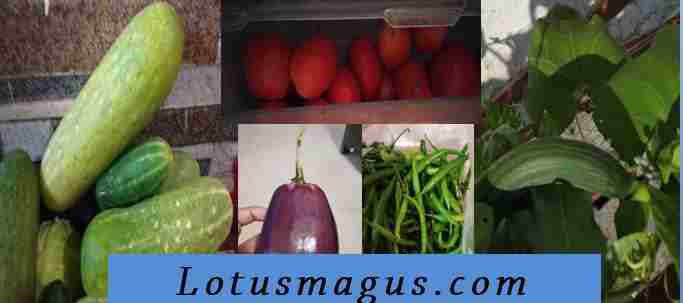 16 Vegetables That Are Actually Fruits (Scientifically Proven)