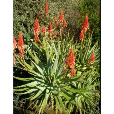 Aloe arborescens