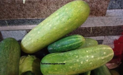 is a cucumber a fruit