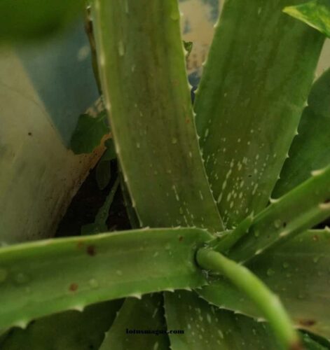 Can aloe survive without sunlight?