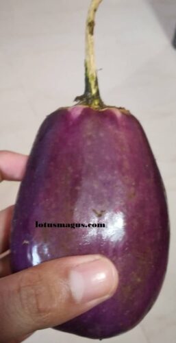 is an eggplant a fruit