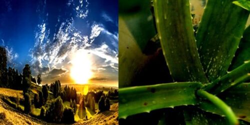 Can Aloe Vera Grow Without Sunlight? - (How Much Sun Does It Need)