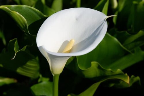 do-calla-lilies-grow-well-in-florida-all-you-need-to-know