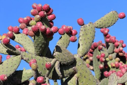 Understanding the Differences between Cactus and Aloe Vera