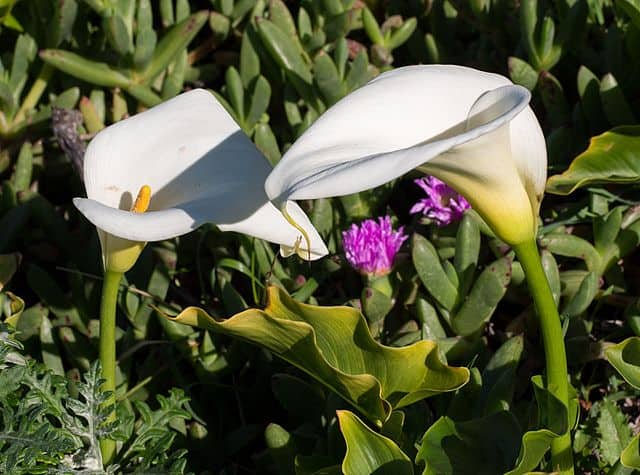 how-long-do-calla-lilies-last-care-guide