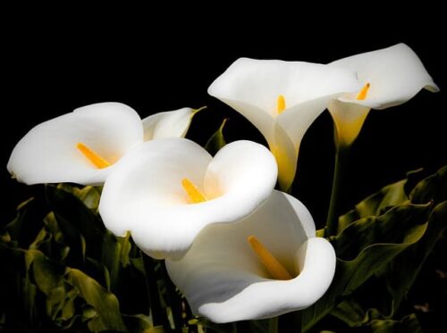 Are calla lilies perennial