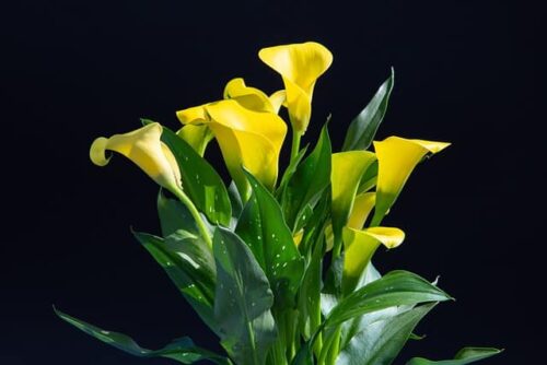 Calla Lily Flower Meaning