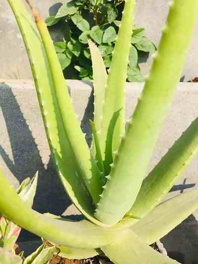  plant that looks like aloe with white spots