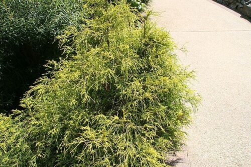 Golden mop cypress size