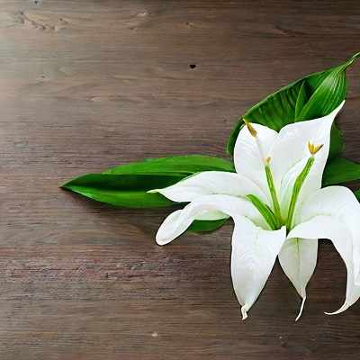 When should I give a peace lily as a gift?