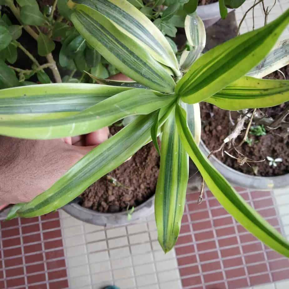 Spider Plant Benefits Feng Shui, Spiritual Meaning(Night)