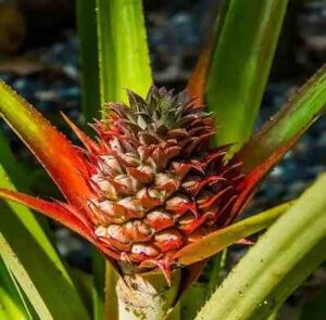 young pineapple plant