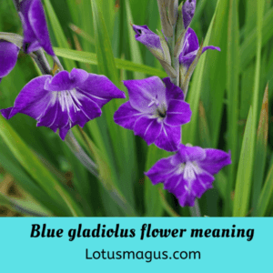 Blue gladiolus flower meaning